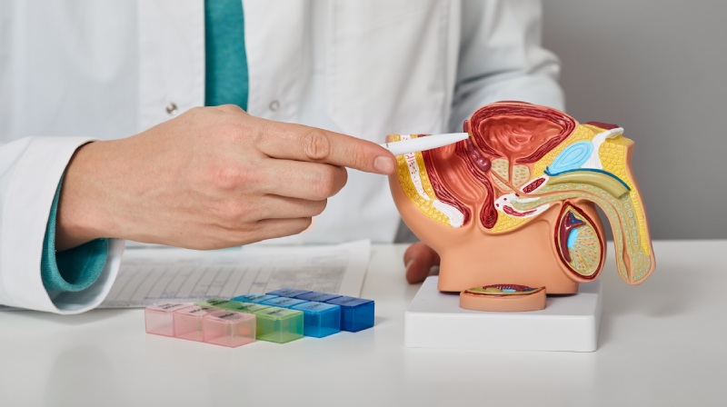 Cấu tạo đường niệu nam giới