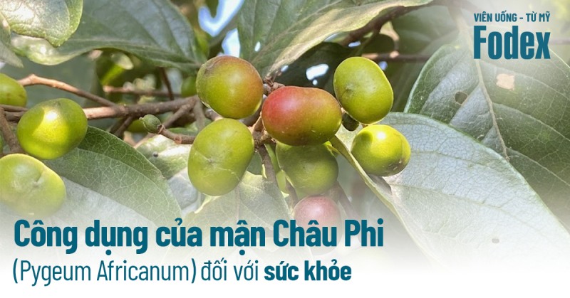 Mận Châu Phi (Pygeum Africanum): 10 công dụng tốt cho sức khỏe