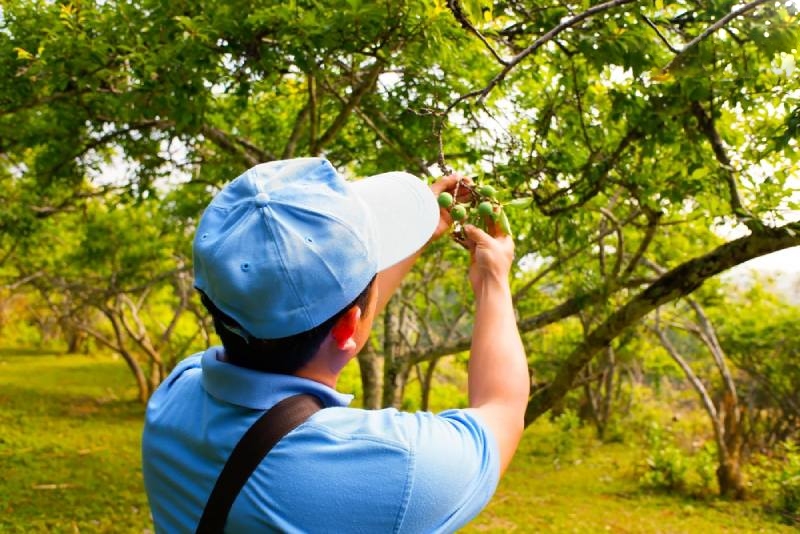Pygeum Africanum cải thiện rối loạn tiểu tiện