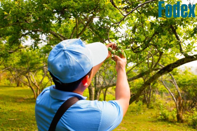 Pygeum Africanum rất tiềm năng cải thiện chứng rối loạn tiểu tiện