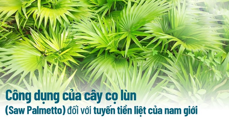 Cây cọ lùn (Saw Palmetto): 9 công dụng cho tuyến tiền liệt nam giới