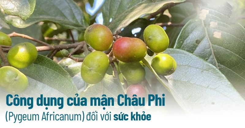 Mận Châu Phi (Pygeum Africanum): 10 công dụng tốt cho sức khỏe