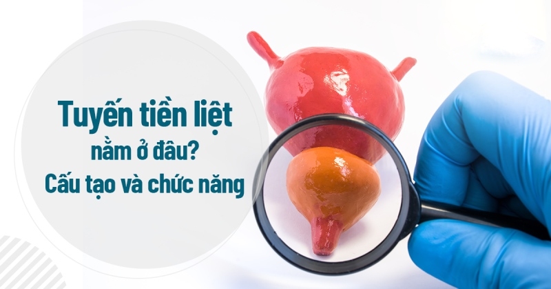 Tuyến tiền liệt nằm ở đâu? Cấu tạo và chức năng là gì?