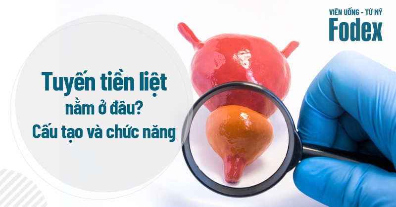 Tuyến tiền liệt nằm ở đâu? Cấu tạo và chức năng là gì?