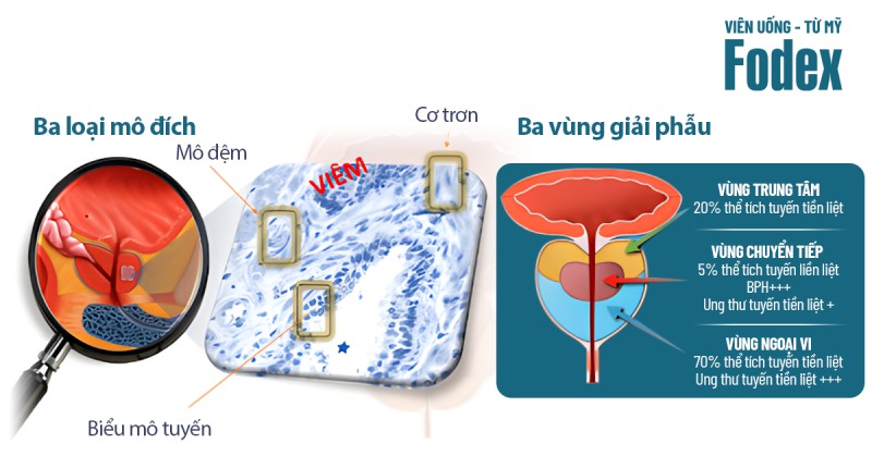 cấu trúc tuyến tiền liệt