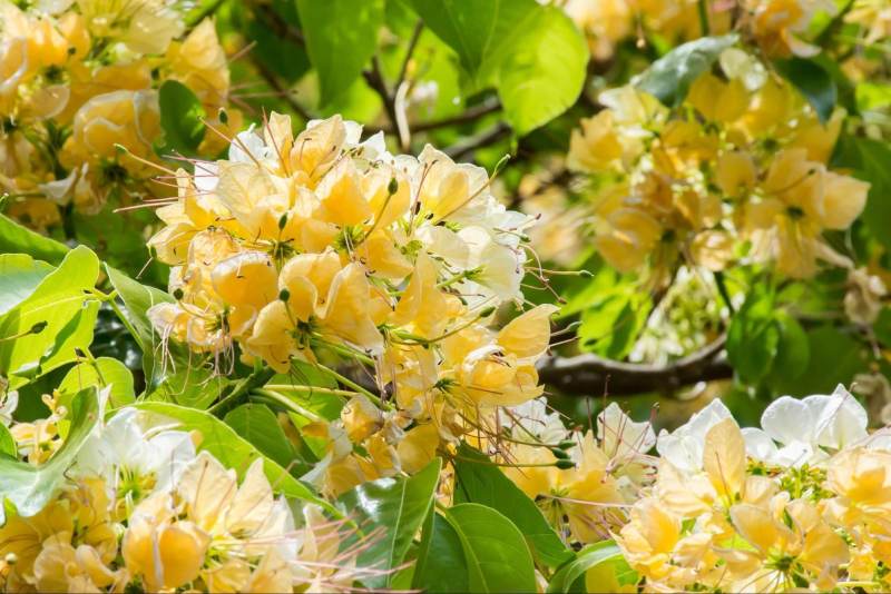 cây bún là một vị thuốc dân gian