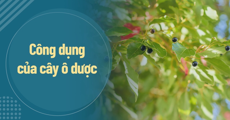 Cây ô dược (Lindera Aggregata): Công dụng và 10 bài thuốc quý hiếm