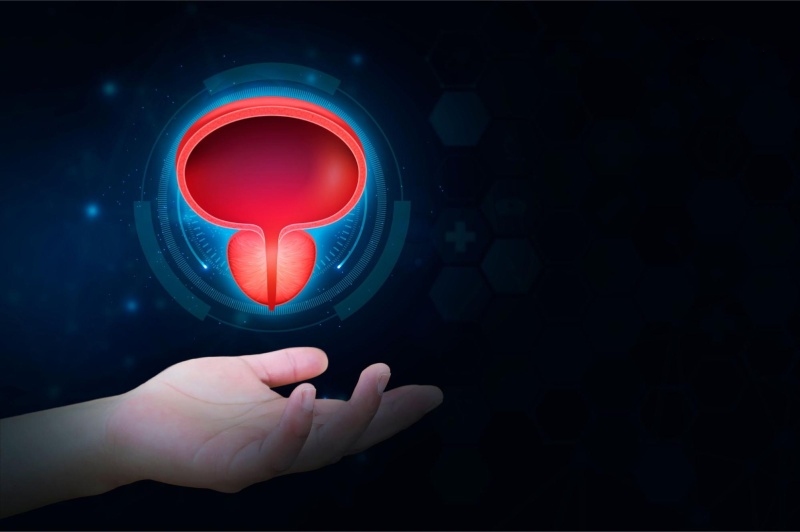 ảnh mô tả tiền liệt tuyến