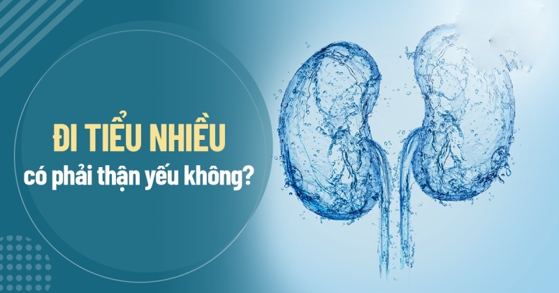 Đi tiểu nhiều có phải thận yếu không? Hay có nguyên nhân nào khác?