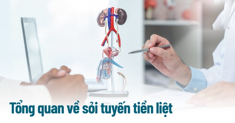 Sỏi tuyến tiền liệt: Nguyên nhân, dấu hiệu bệnh và phòng ngừa