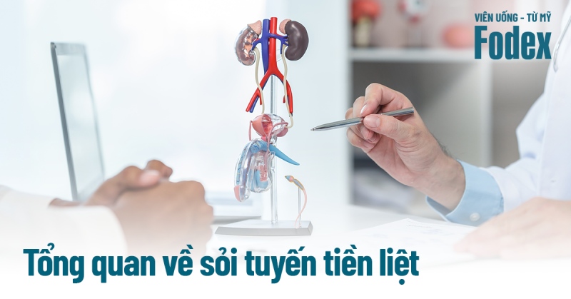 Sỏi tuyến tiền liệt: Nguyên nhân, dấu hiệu bệnh và phòng ngừa