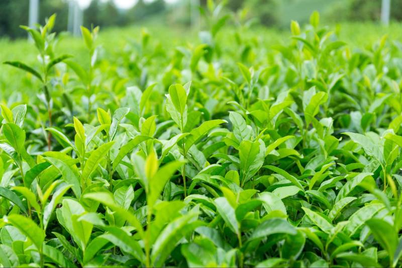 Trà xanh làm giảm nguy cơ mắc ung thư tuyến tiền liệt
