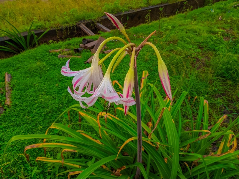 cây trinh nữ hoàng cung