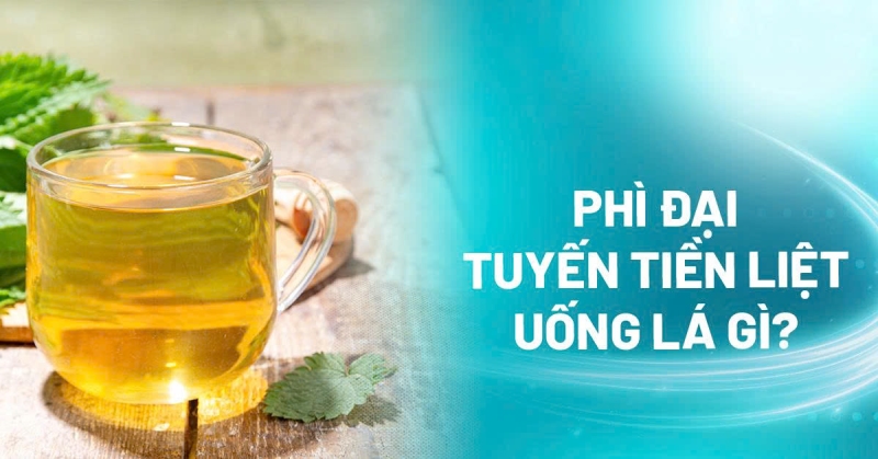 Phì đại tuyến tiền liệt uống lá gì? 12 thuốc nam an toàn và hiệu quả