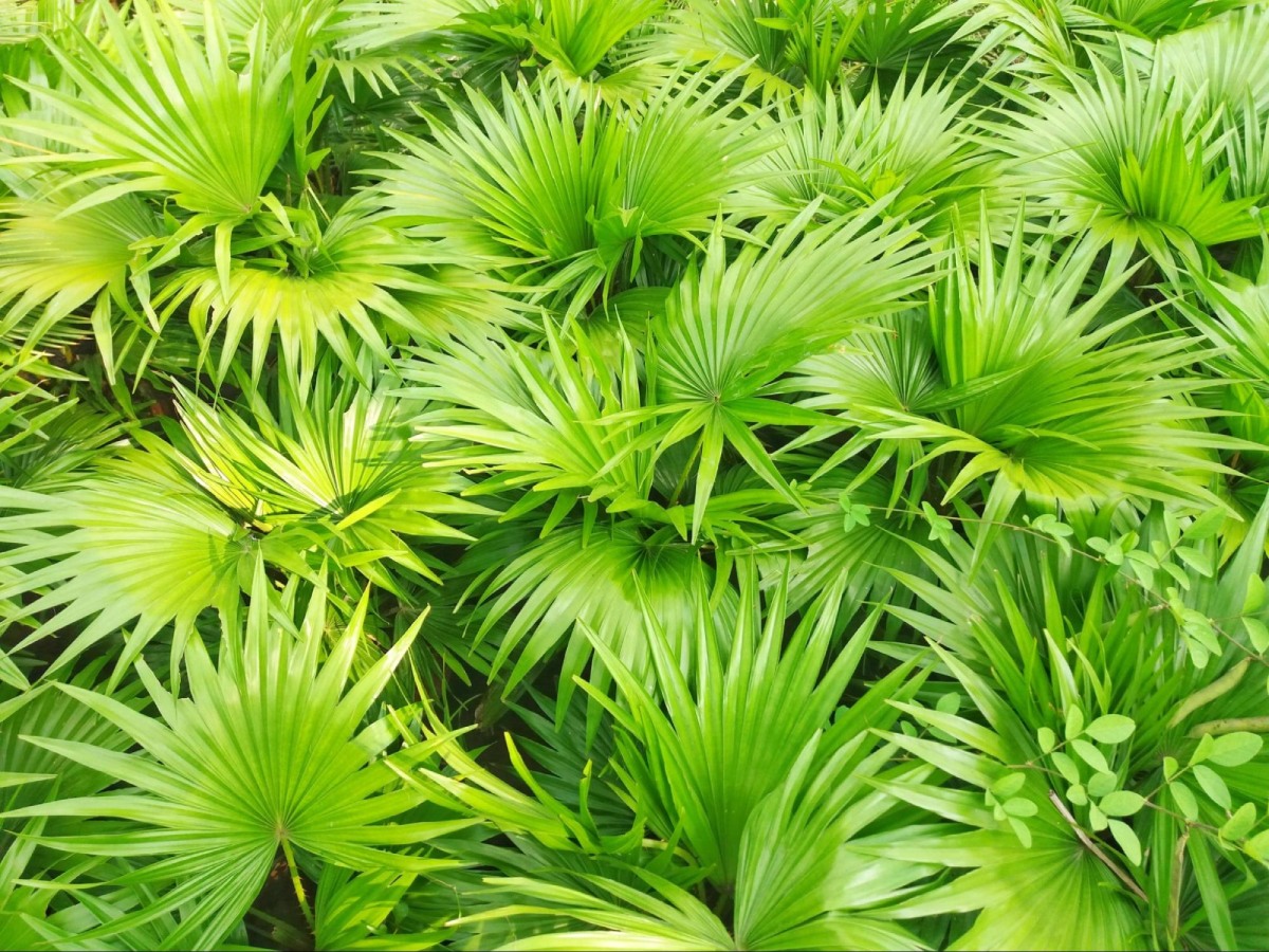 cây cọ lùn