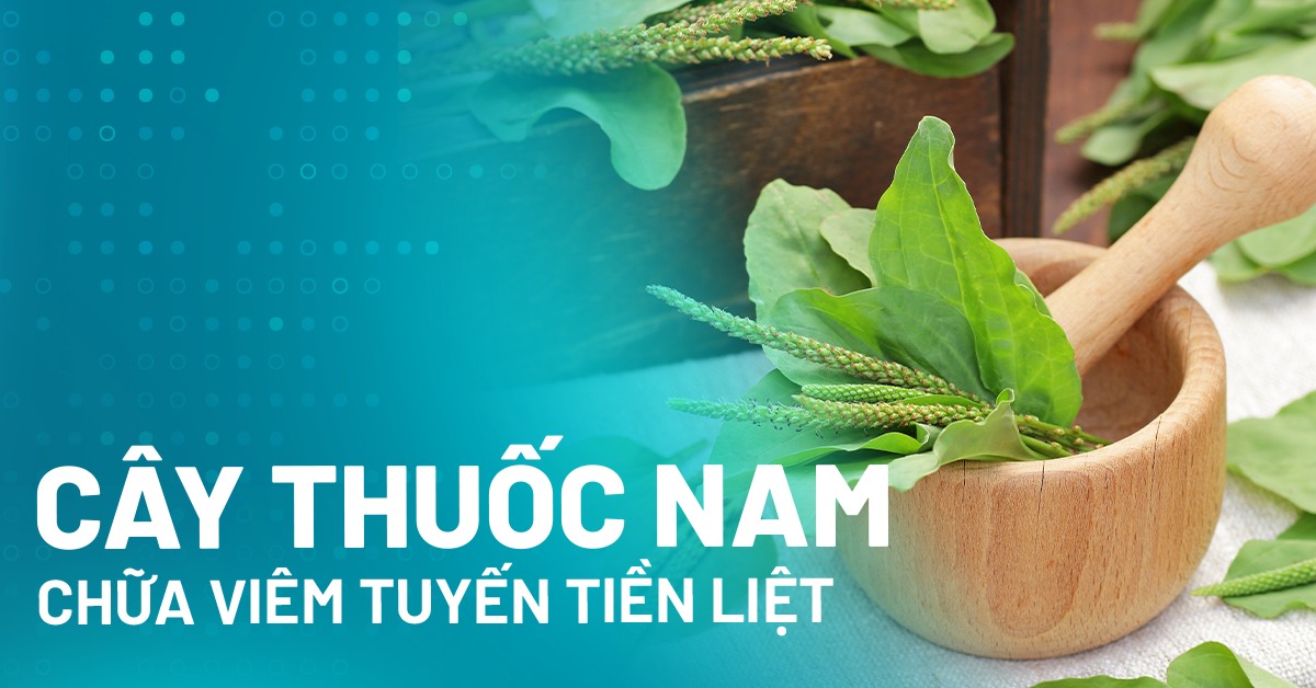 Các cây thuốc nam chữa viêm tuyến tiền liệt cho phái mạnh