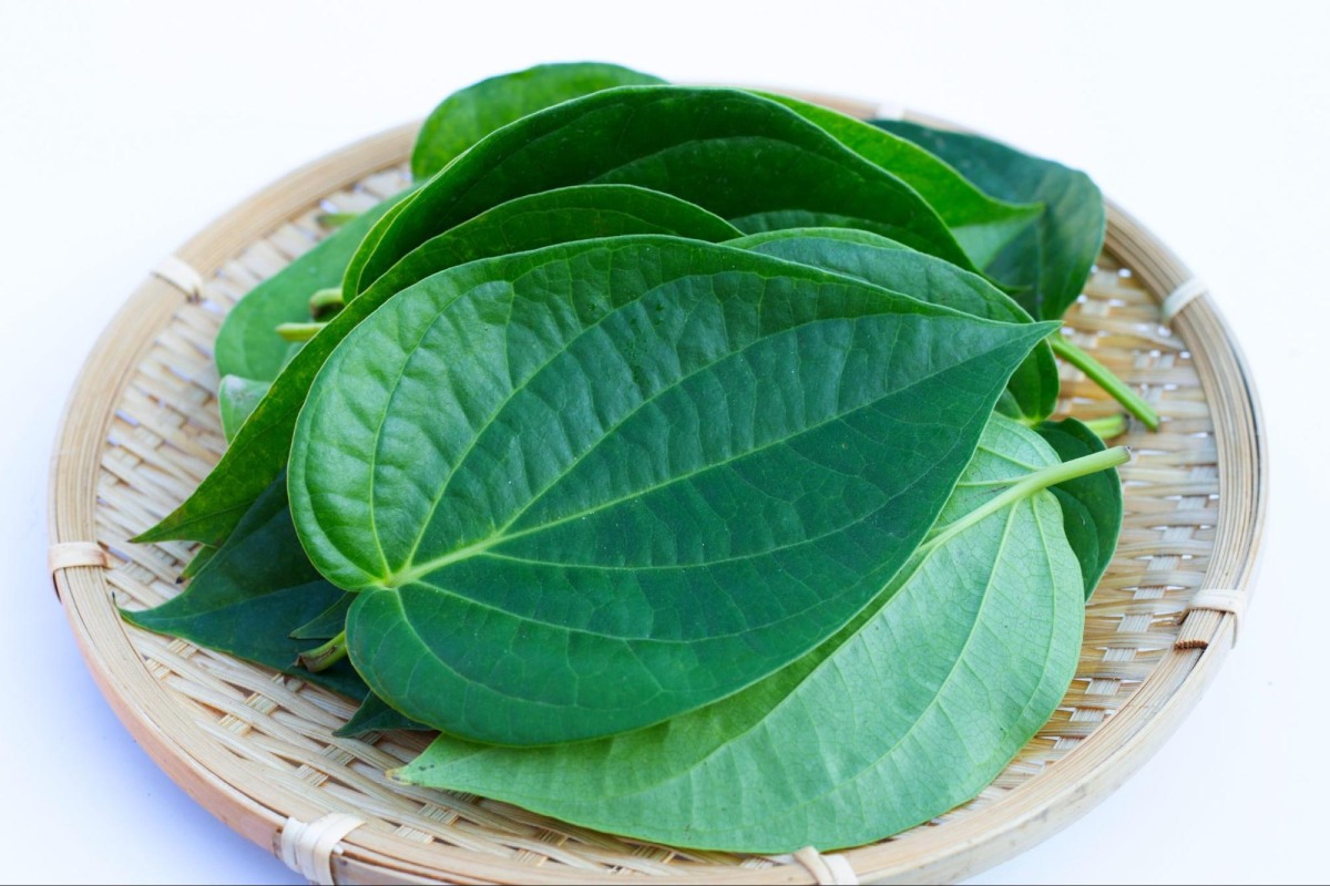 lá trầu không tươi